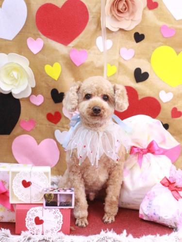 20230211ししまるくん